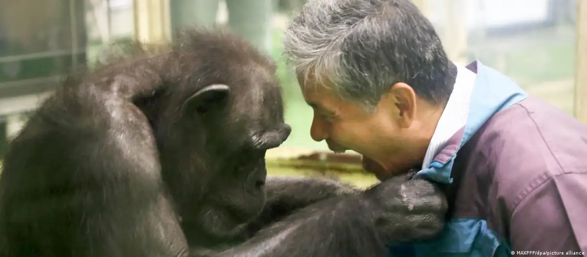 Murió Ai, la chimpancé “genio” que leía caracteres chinos