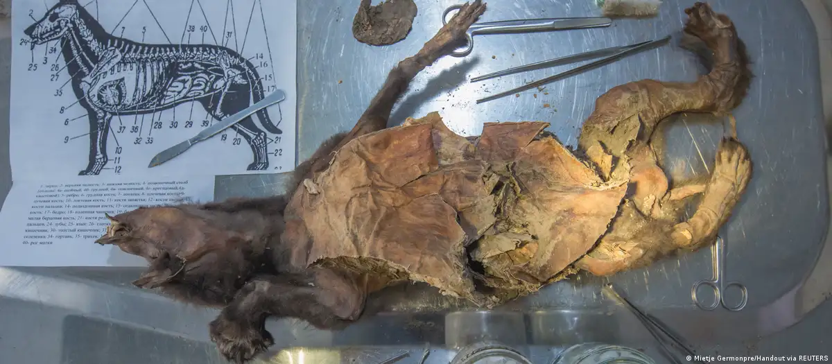 Recuperan genoma de rinoceronte lanudo devorado por un lobo