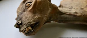 Imagen: DW/ Ahmed Boug/Communications Earth and Environment/AP Photo/picture alliance