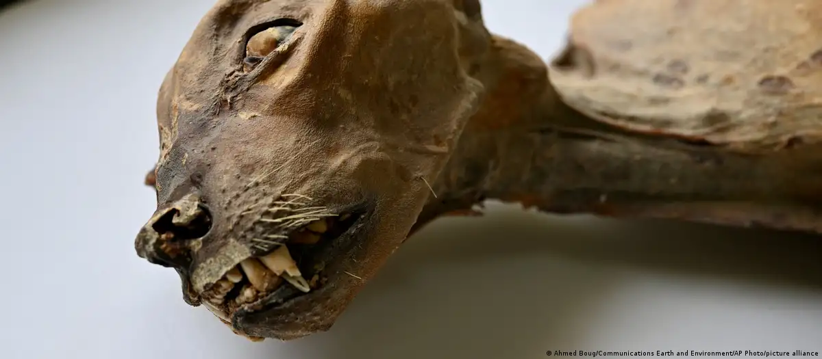 Hallan guepardos momificados milenarios en cuevas saudíes