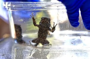 827-3-CIENCIA_Sapo concho_EFE_Thais Llorca