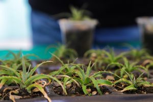 Bolivia da pasos para la conservación de la puya raimondii, la planta ´reina de los Andes’