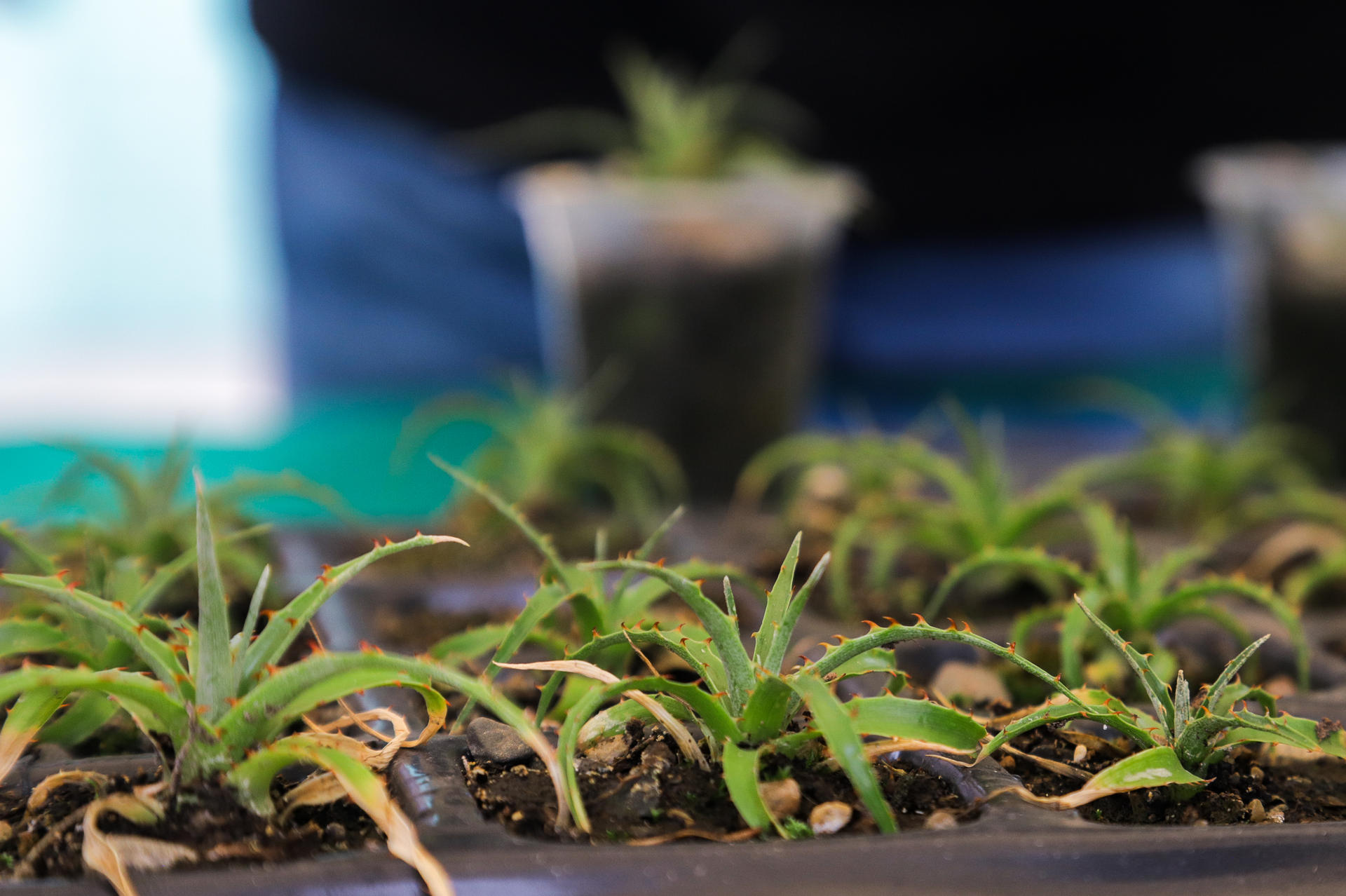 Bolivia impulsa proyecto para conservar a“La reina de los Andes”