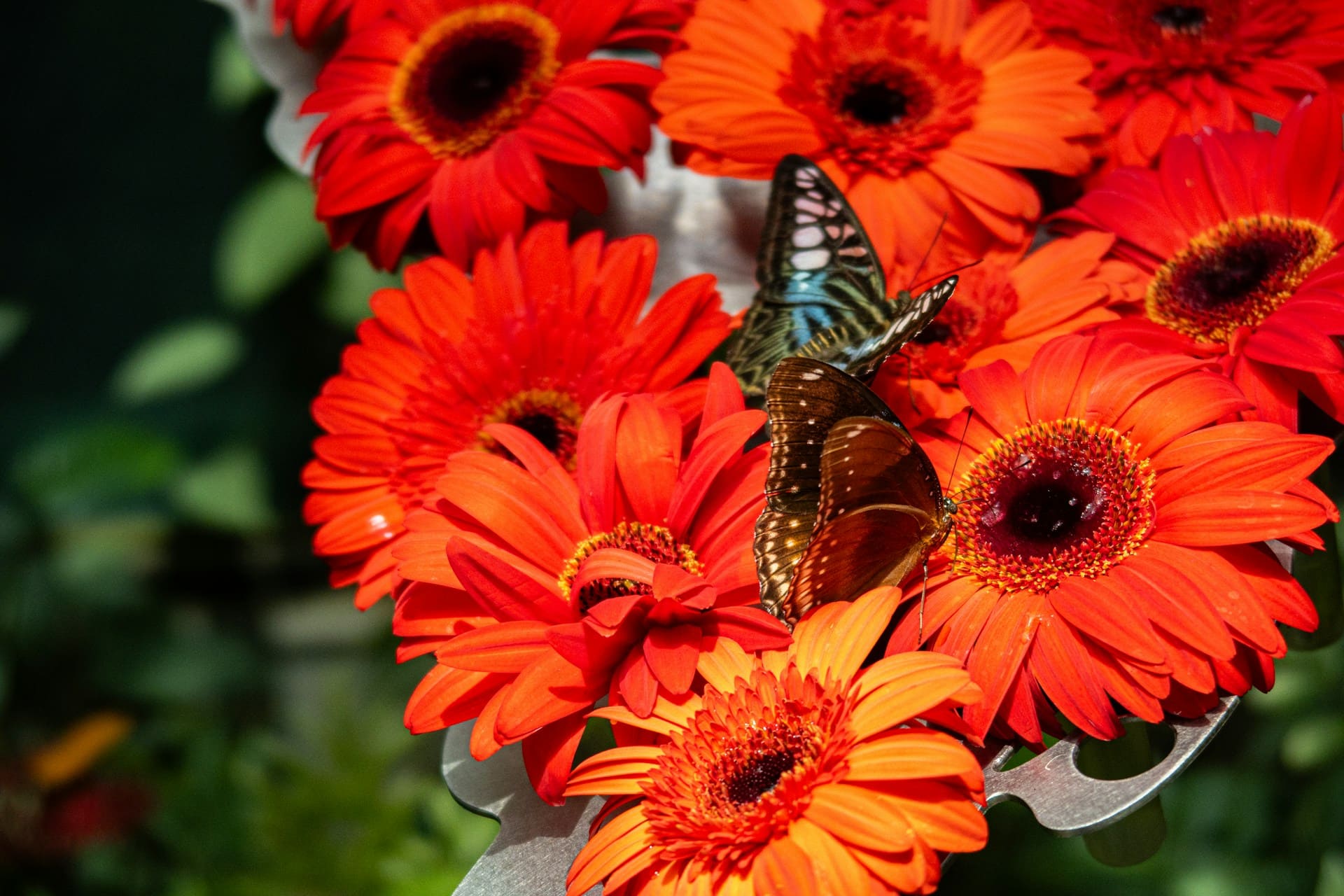 Alas Pintadas: mariposario sustentable que exporta biodiversidad