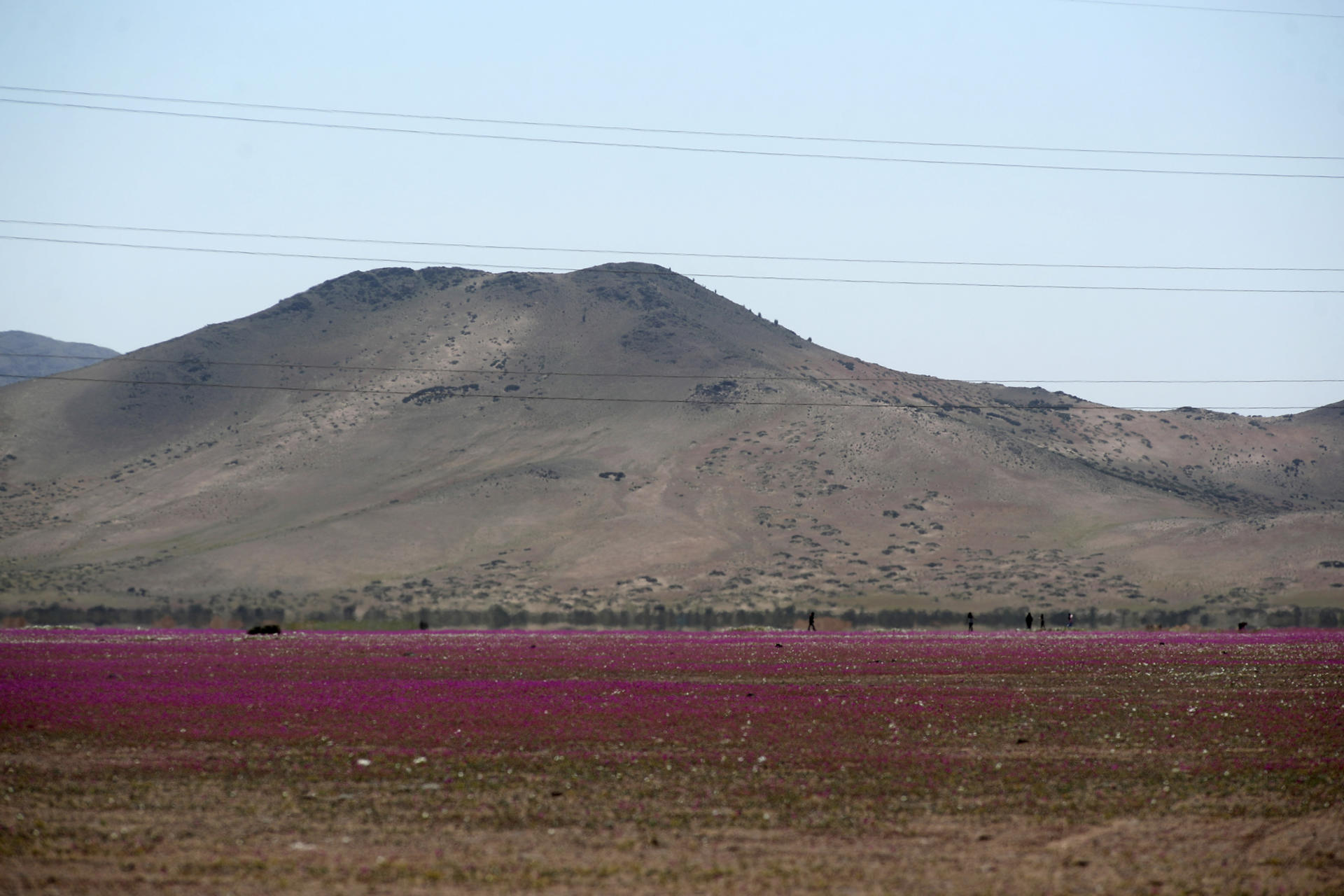 Desierto de Atacama florece con nuevo episodio natural