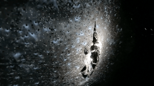 832-2-CIENCIA_Telaraña gigante_Captura de pantalla _ AFP (1)