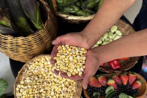 Un banco de semillas lucha contra el hambre en un resguardo indígena del suroeste Colombia