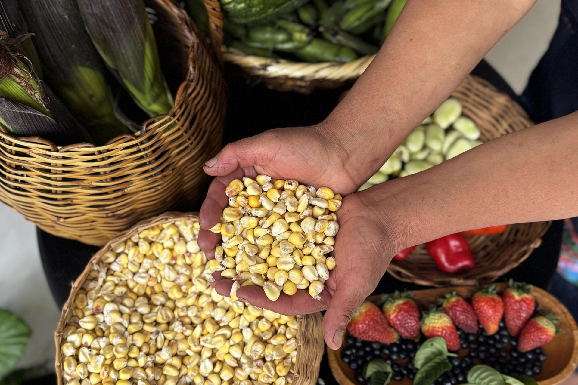 Comunidades indígenas rescatan semillas para enfrentar el hambre