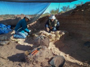 ARGENTINA-PALEONTOLOGY-BIOLOGY-SCIENCE-DINOSAUR