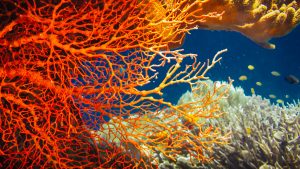Colorful_Red_Corals_Underwater_View_original_1795268