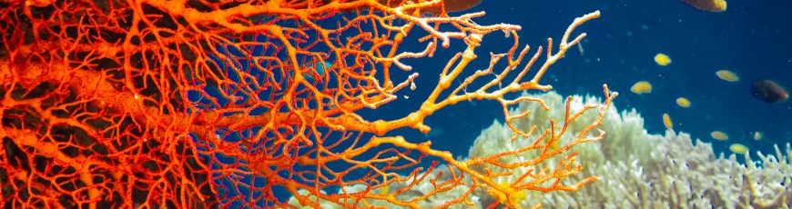 Una autopista bajo el mar: Miami Beach sumerge decenas de ‘vehículos’ para atraer fauna