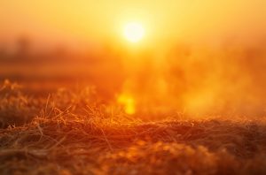 Heat wave dried grass