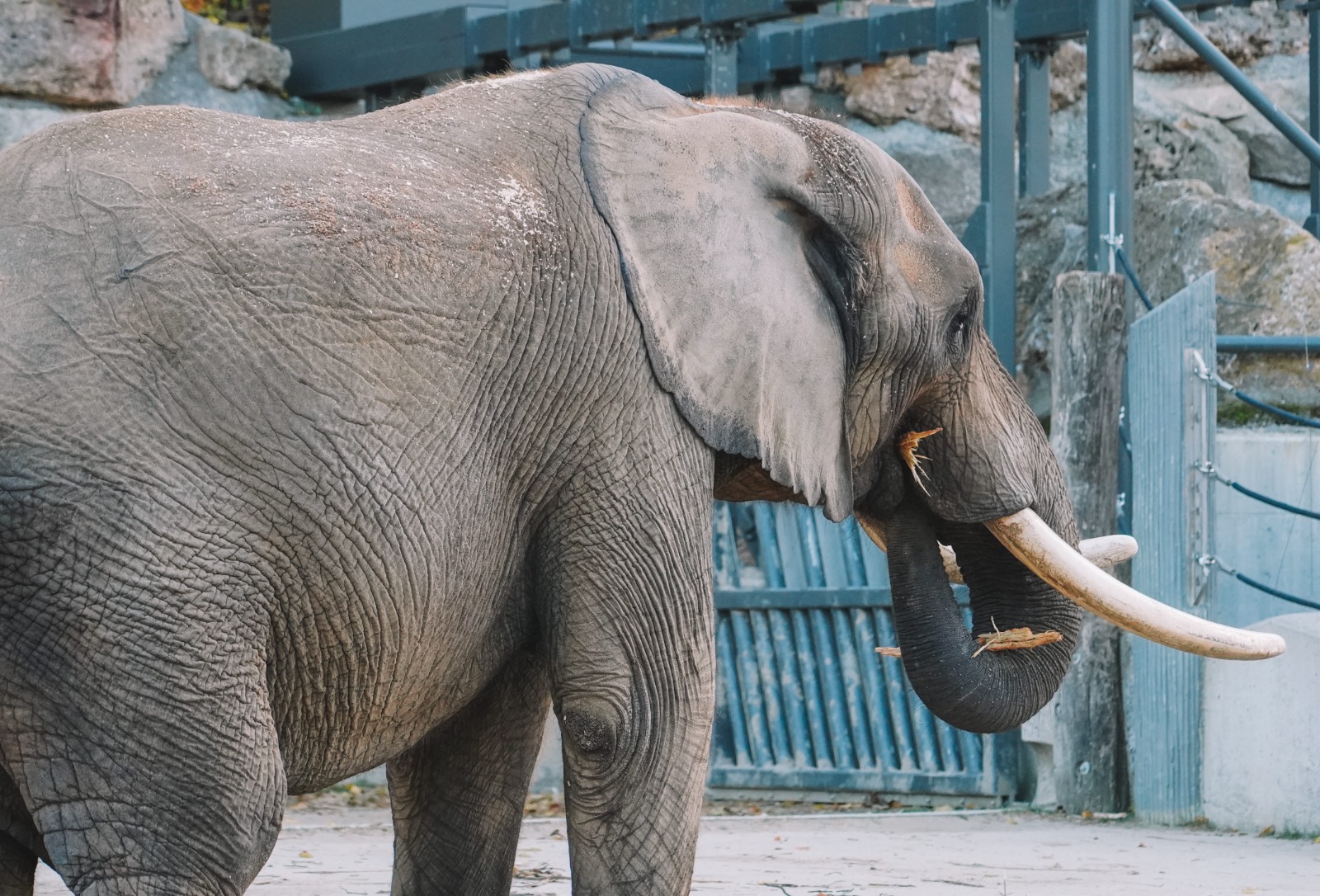 Zoológicos tienen demasiados animales viejos, dice estudio