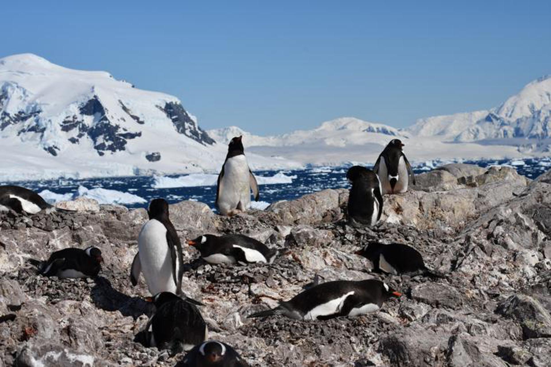 Los pingüinos han adelantado dos semanas su reproducción a causa del cambio climático