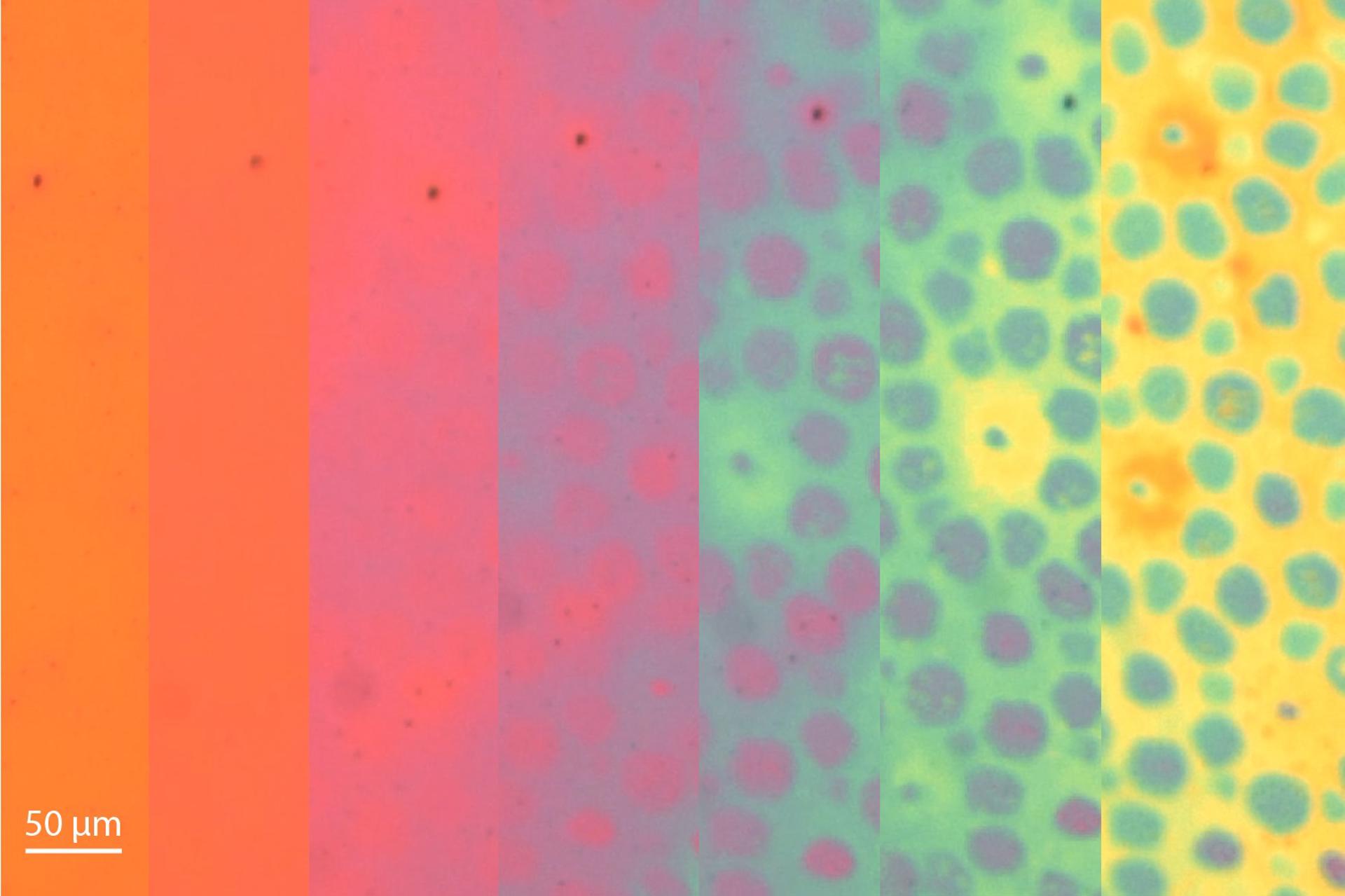 El pulpo inspira la creación de una piel sintética que cambia de textura y color