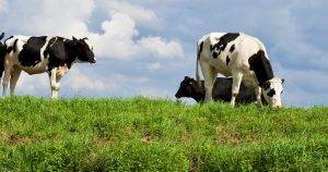 pexels-matthiaszomer-325257