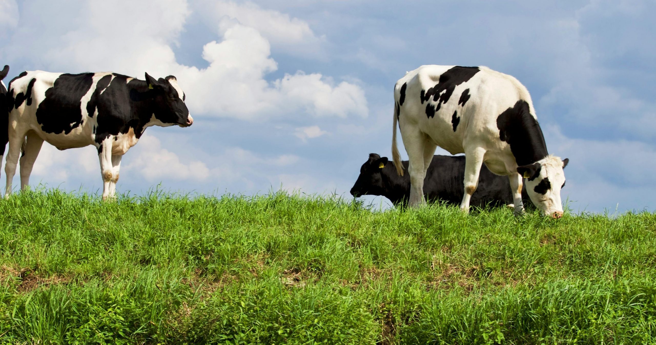 Una vaca usa una herramienta de forma versátil, algo solo documentado antes en primates