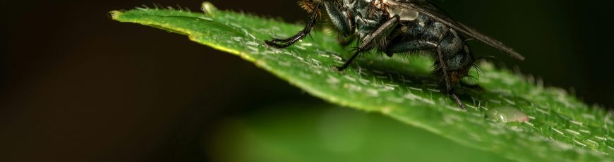 Descubren en Ecuador nueva especie de mosca parásita