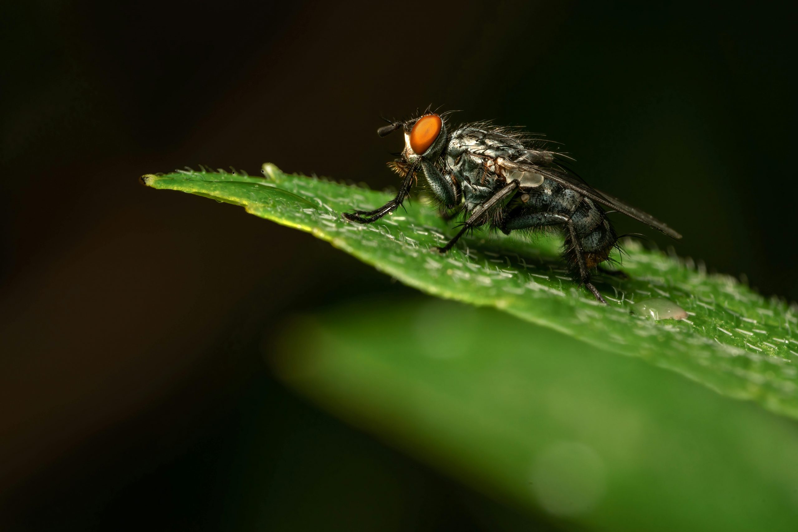 Descubren en Ecuador nueva especie de mosca parásita