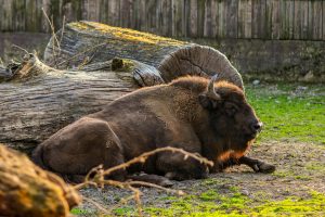 pexels-vladimirsrajber-31142130