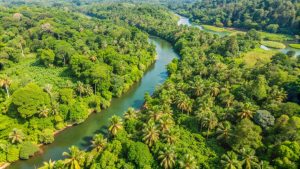 290-9-CIENCIA_malaria amzonía_