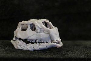 Hallan el dinosaurio ornitópodo más pequeño del mundo: medio metro y 125 millones de años