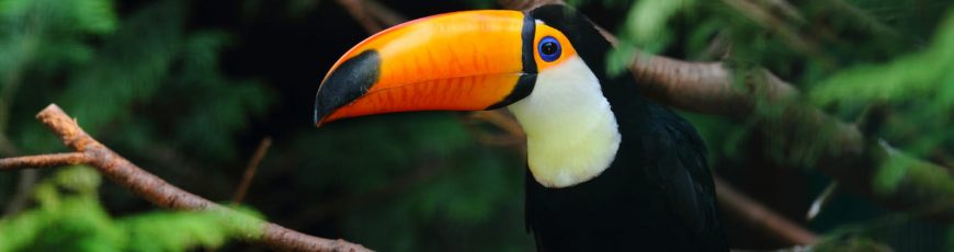 Un algoritmo de IA identifica especies arbóreas en la Amazonia