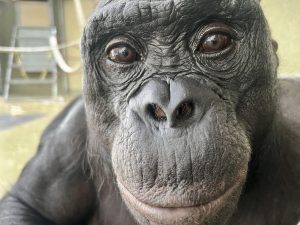 Los simios, como los humanos, tienen imaginación y saben fingir