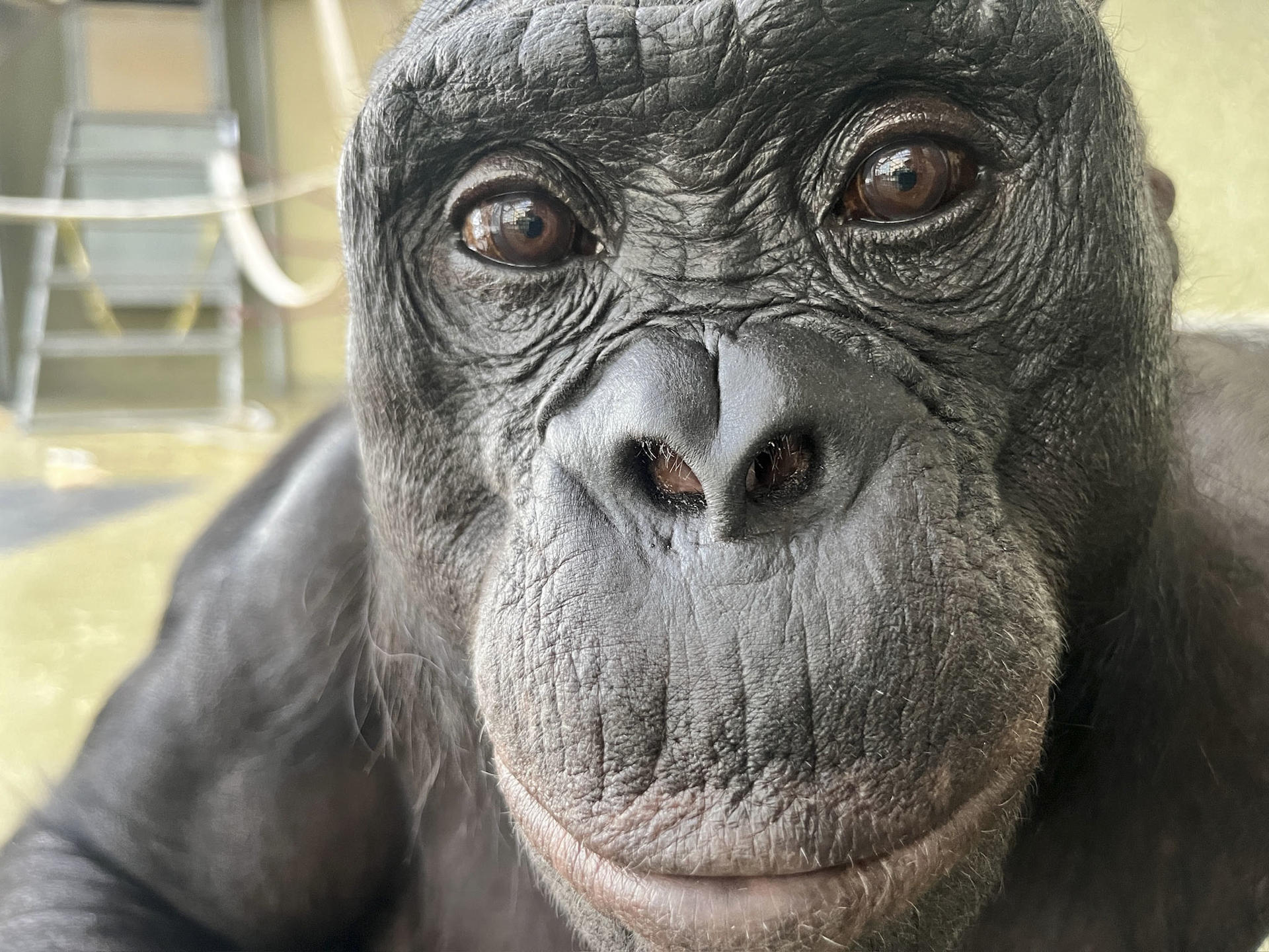 Los simios, como los humanos, tienen imaginación y saben fingir