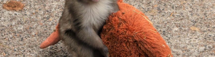 PETA pide trasladar al mono japonés viral a un santuario afirmando que sufre un trauma