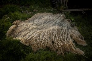 Los esquiladores de montaña revitalizan las aldeas gallegas