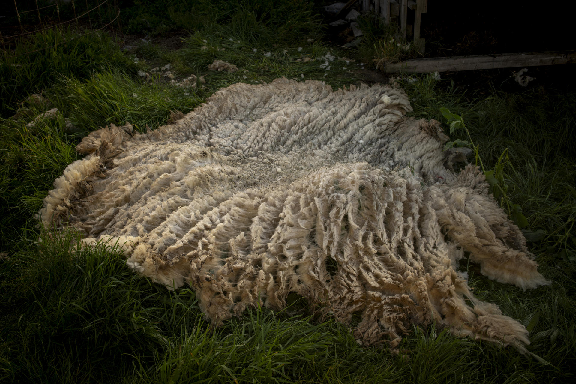 En Croacia la lana de oveja se convierte en fertilizante