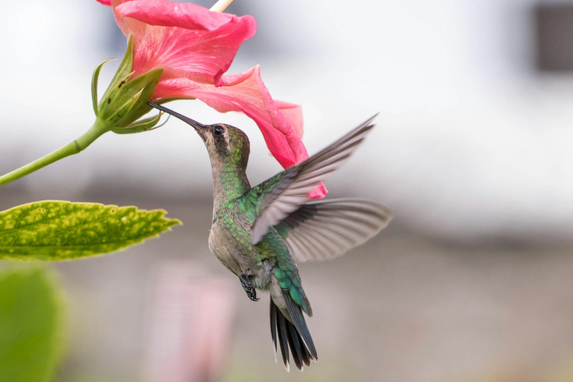 Conoce el santuario de colibríes en Perú