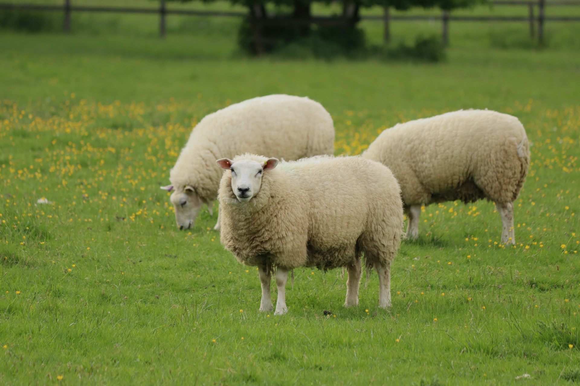 Así funciona, “La Pachamama” una granja innovadora en Chile