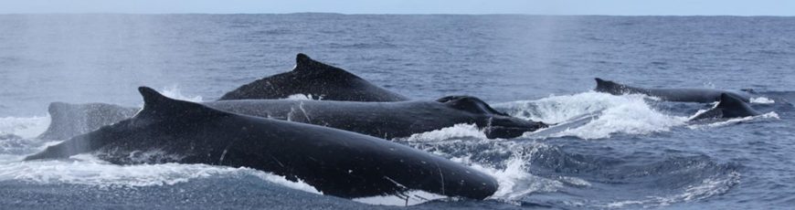 La recuperación de la ballena jorobada influye en su comportamiento y reproducción