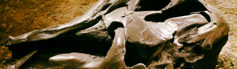 Hallan en Costa Rica fósiles de perezoso y mastodonte de unos 40.000 años de antigüedad