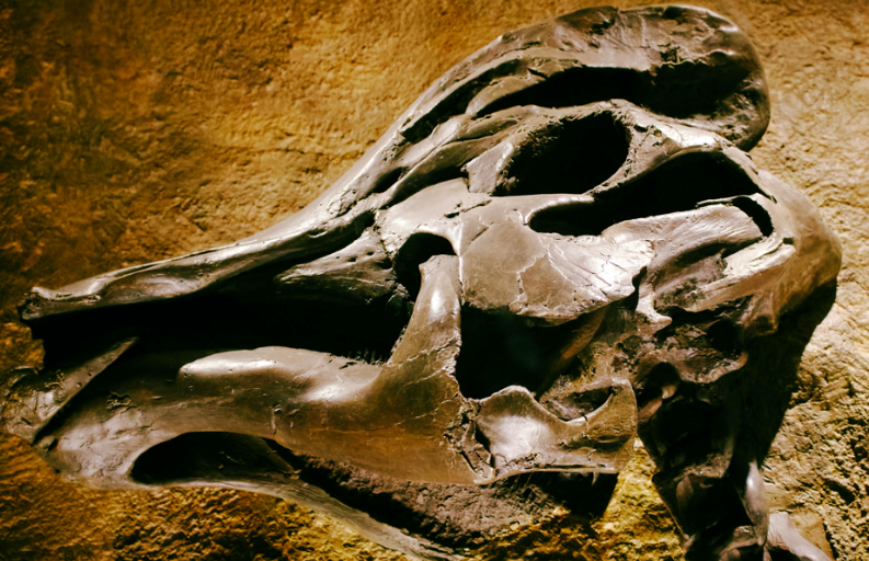 Hallan en Costa Rica fósiles de perezoso y mastodonte de unos 40.000 años de antigüedad