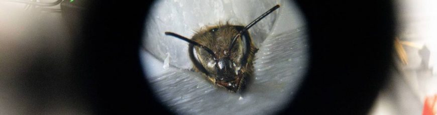 El cerebro de las abejas revela secretos del aprendizaje humano