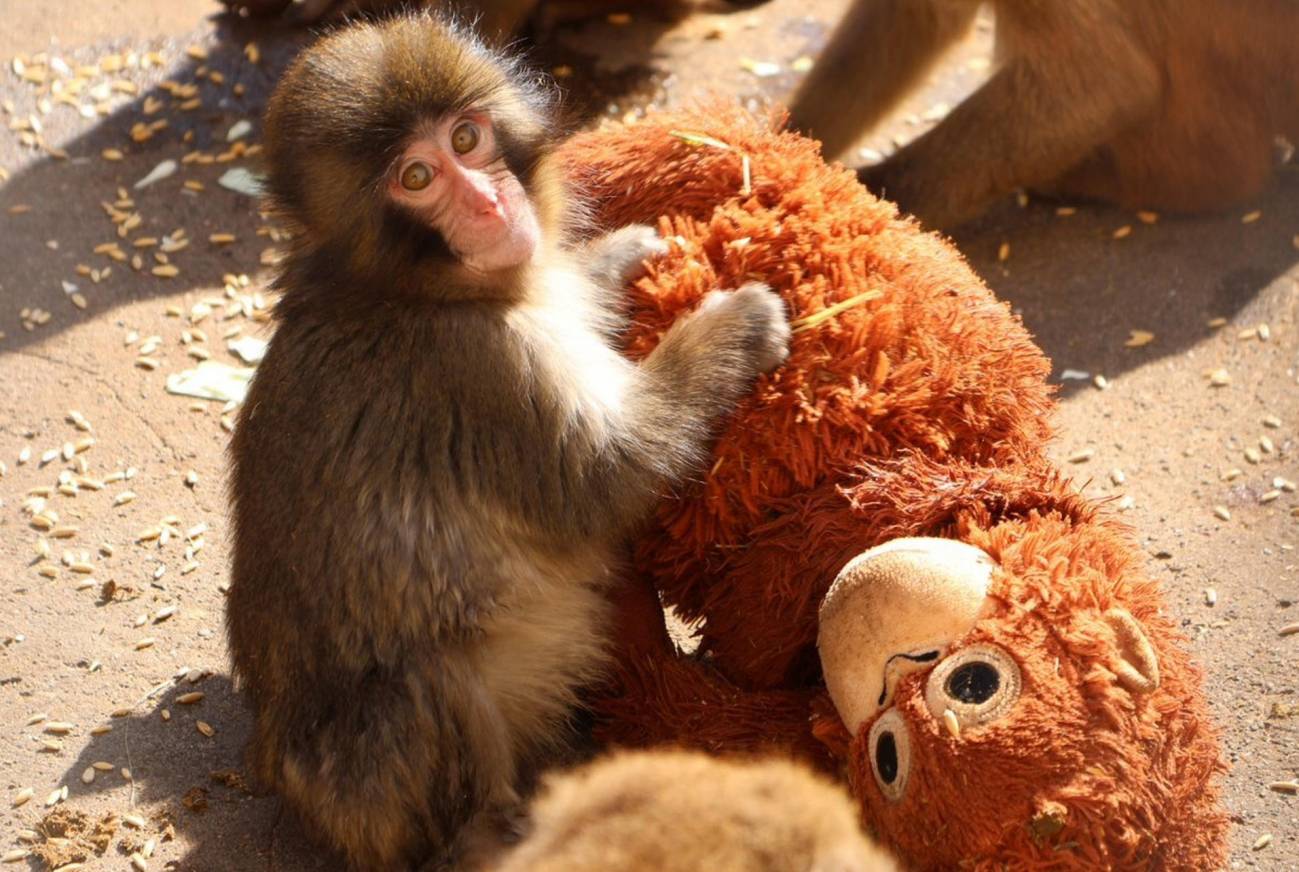 El ‘efecto peluche’: por qué el macaco Punch necesita a su orangután de juguete