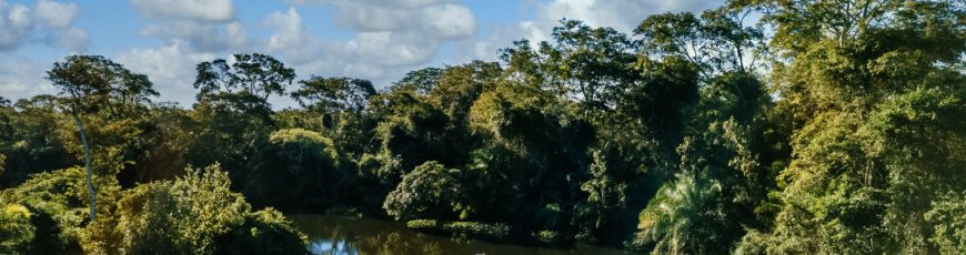 La deforestación en la Amazonía brasileña cae un 35 % en los últimos seis meses