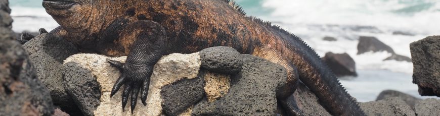 Abren al público colección científica de Galápagos antes reservada para investigadores