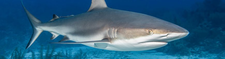 Un pequeño tiburón prehistórico desafía las teorías actuales de la evolución de la especie