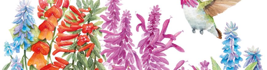 Los colibríes y la salud de los ecosistemas