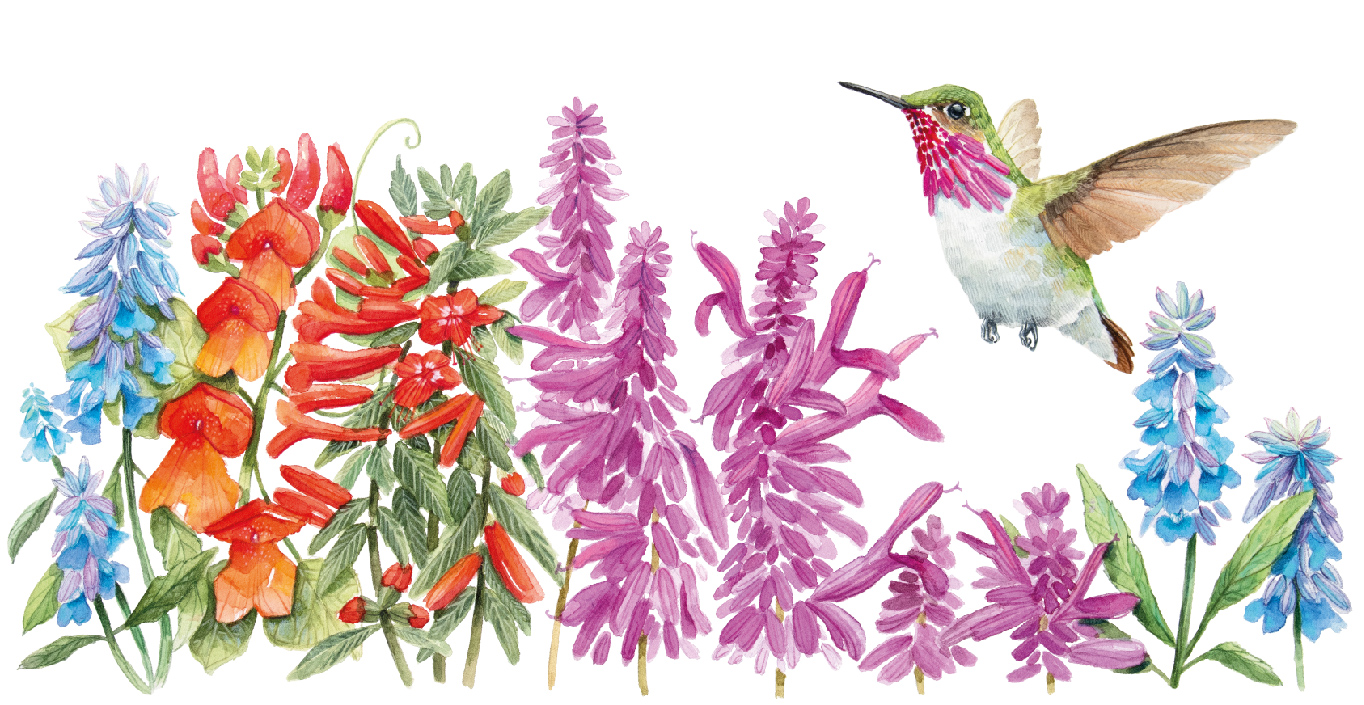 Los colibríes y la salud de los ecosistemas