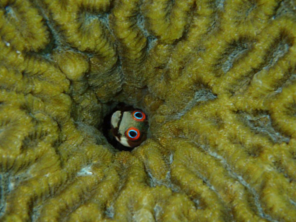 Imagen: EFE/ Foto cedida por Tim Treuer