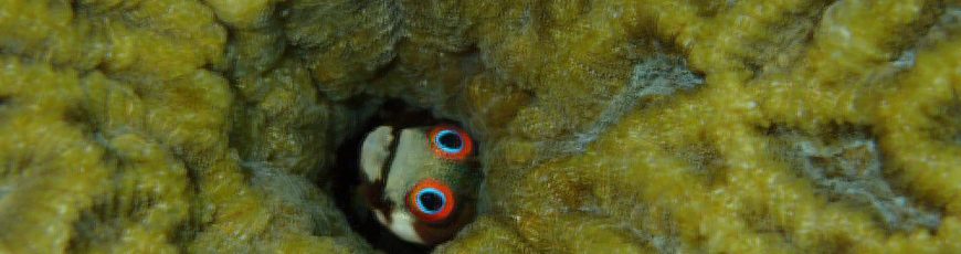 La ‘caja negra’ de peces fosilizados evidencia el declive en los arrecifes de coral