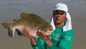 cultivo-peces-Amazonia-996×567