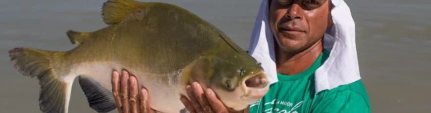 Cultivo conjunto impulsa producción sostenible de pez amazónico