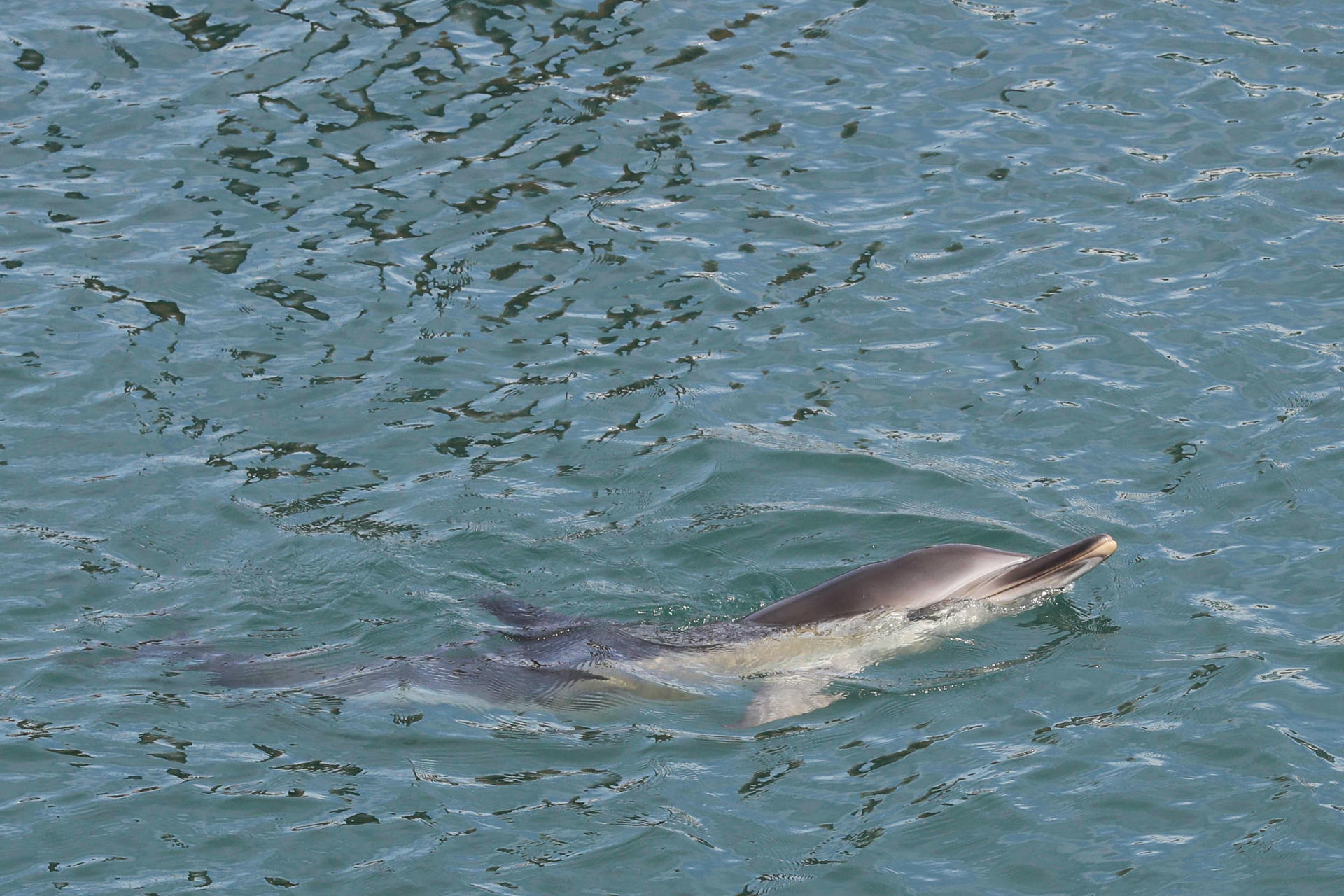 Delfines y marsopas presentan ya sustancias químicas procedentes de desechos electrónicos