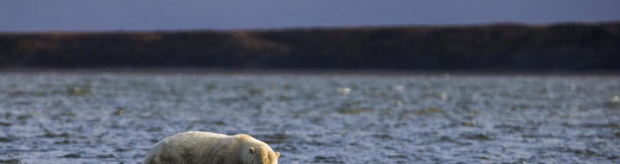 Los osos polares buscan sobrevivir a la reducción de hielo marino cambiando su dieta